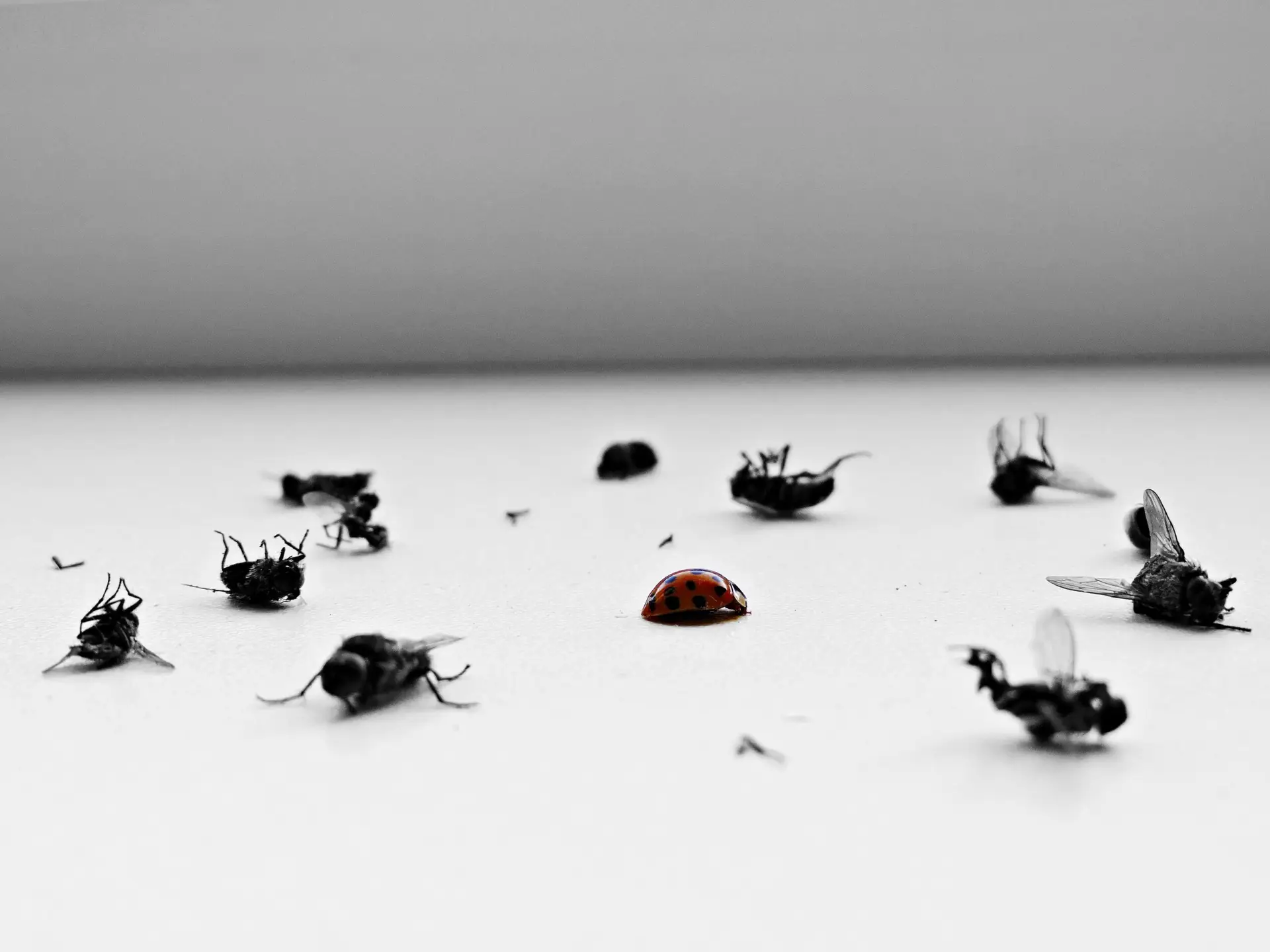 Flies and other insects depicted in a black and white image, illustrating a common pest