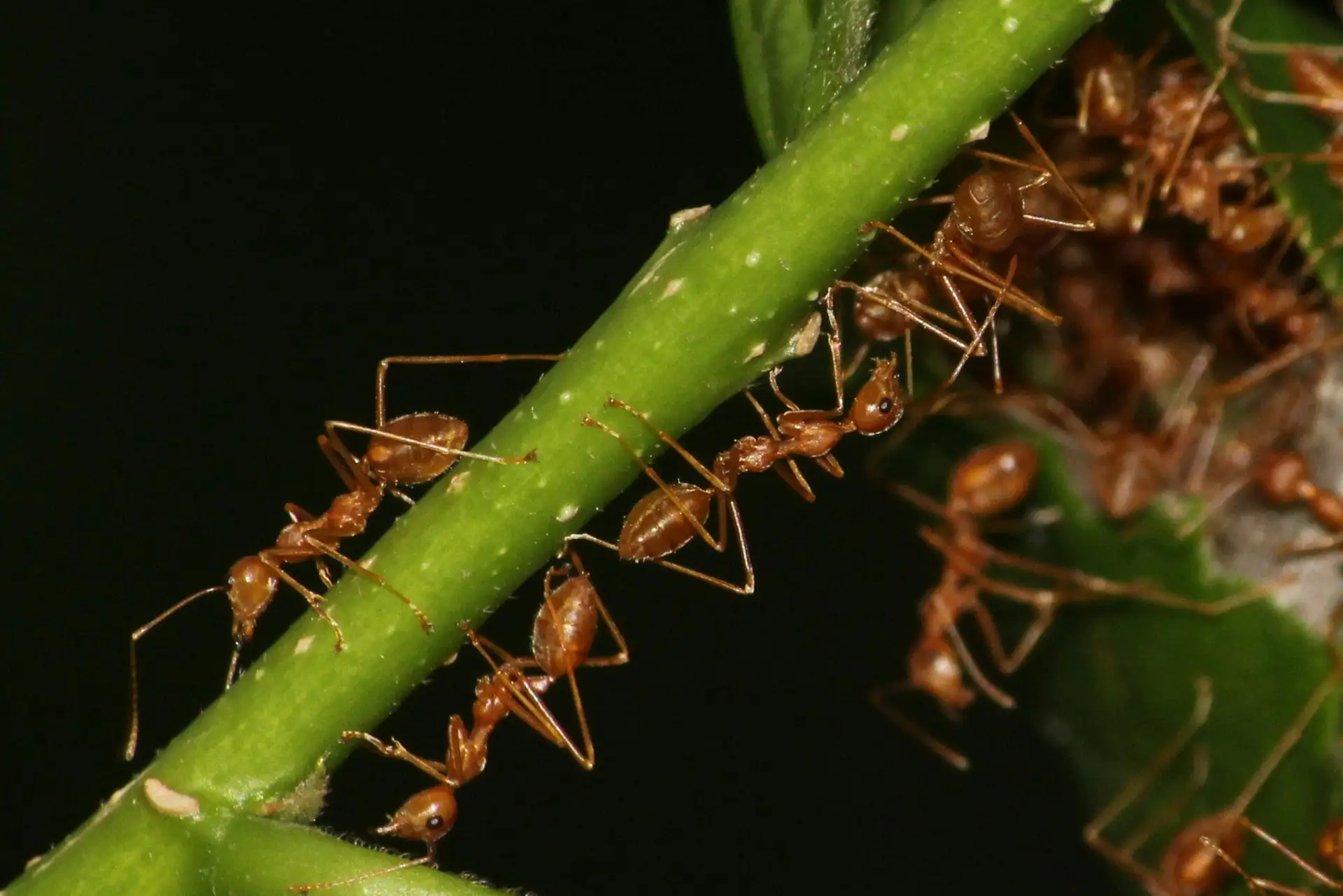 Close-up of ants on a plant stem, illustrating ant infestation and Melbuzz Pest Control solutions