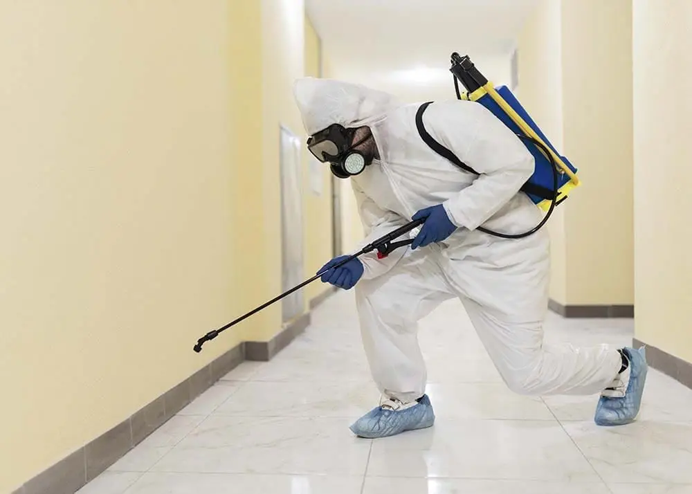 Flea Control pest control Melbourne
