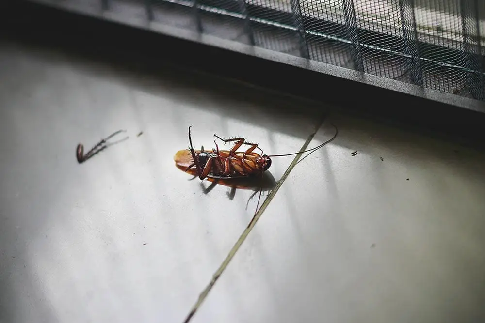 Cockroach near window illustrating cockroach control in Melbourne homes.