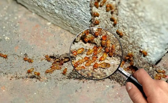 Termite activity in timber, inspected with magnifying glass, highlighting Beaconsfield property risks.