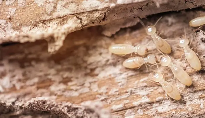 Termite activity in timber, highlighting termite risks in Beaconsfield homes.