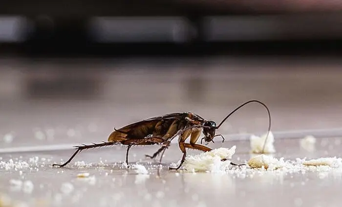 Cockroach infestation illustration, common pest in kitchens and laundries.